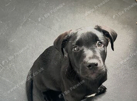 Stunning black Labrador x kelpie male pup with white chest in Edinburgh