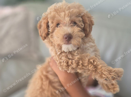 Toy Poodle Puppy &ndash; Apricot Female &ndash; 10 Weeks &ndash; &pound;1075 (Ready Today)