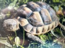 spur thighed Tortoises wanted to join existing family group