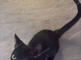 Sphynx  black with green eyes