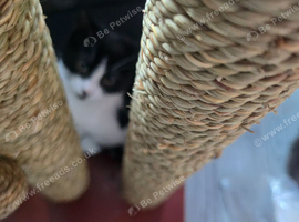Beautiful female kitten