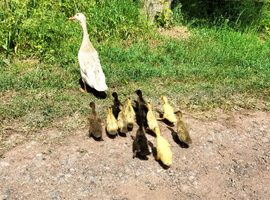 Indian runners