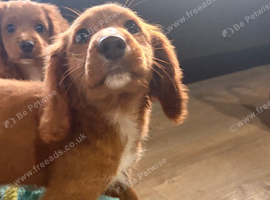 Gorgeous Cavapoo puppies ready now