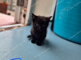 3 kittens