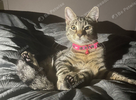 Kitten for sale