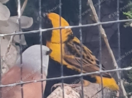 Yellow crowned bishop cock bird
