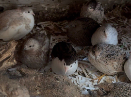 All age quails available