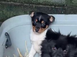 Pom x Jack Russell