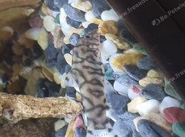 Yoyo loach fish