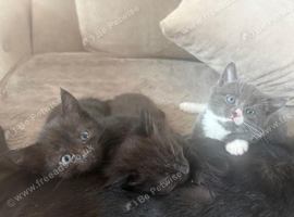 3 10 week old kittens - males