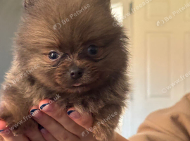 NOW REDUCED by &pound;300 Beautiful Tcup teddy faced Pomeranian puppies