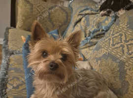 Yorkshire terrier for stud onlypatch