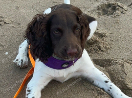 Wanted spaniel less than a year