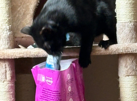 Looking to re home my two female cats