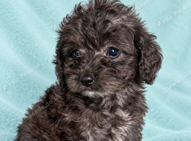 Toy Cockapoo puppies Merle apricot red