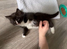 Last adorable long haired male Siamese cross kitten available now. .