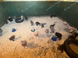 Sexed Pullet Brahma Bantam Growers