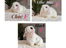 Mini Lop baby girls ready now