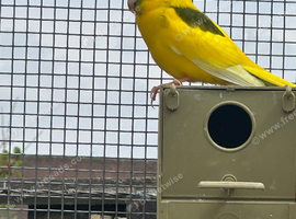Pair of young kakarikis