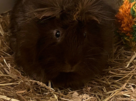 2 Guinea pigs for sale