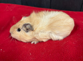 Baby female guinea pigs