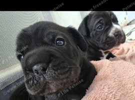 5 FRENCH BULLDOG X LABRADOR puppies