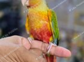 Baby Pineapple conure hand reared available,18