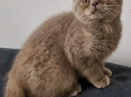 Female lilac tortie kitten