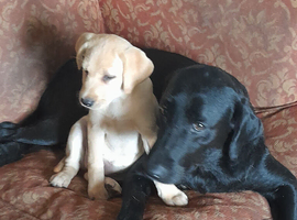 Beautiful black and gold labrador pups looking for their forever homes.pups