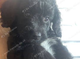 2 male cocker spaniel x Cavapoo puppies.