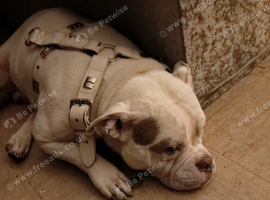Pocketbully
