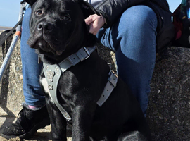 Loving dog