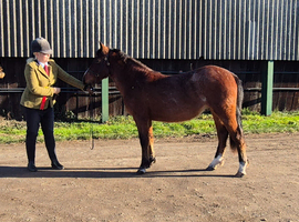 Registered Bay Roan New Forest