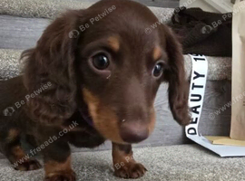 Beautiful Chocolate & Tan Dachshund Puppies