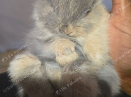 Mini lop mix netherland dwarf