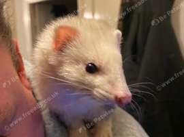 6 kits for sale 3 gills 3 hobs 5, 10 weeks old 1, gills 8 months