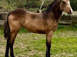Top Class Golden Dun Connemara Filly
