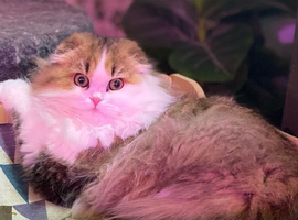 TICA active registered adult female scottish fold