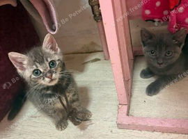 3 playful kittens left