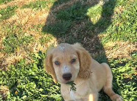 Cocker spaniel puppies