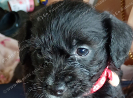 Jackpoo puppy