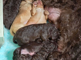 Gorgeous miniature labradoodle puppies