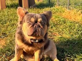 Fluffy French Bulldog Male