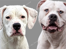American bulldog puppies due