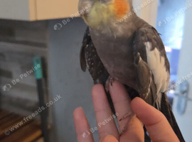 Cocktails