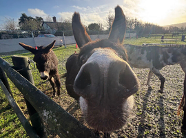 Bonded pair of donkeys