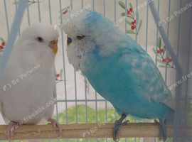 Pair of bonded budgies