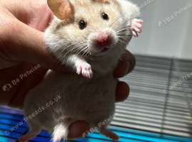 Syrian Hamster Baby females