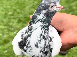 20 Pakistani pigeons for sale