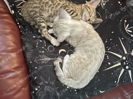2 female kittens looking for a loving home